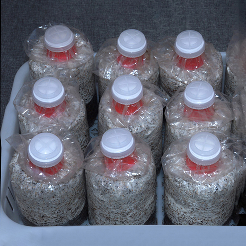 10 adet mantar büyümek çanta m - Mushroom Spawn Bag incelemesi ve fiyatı