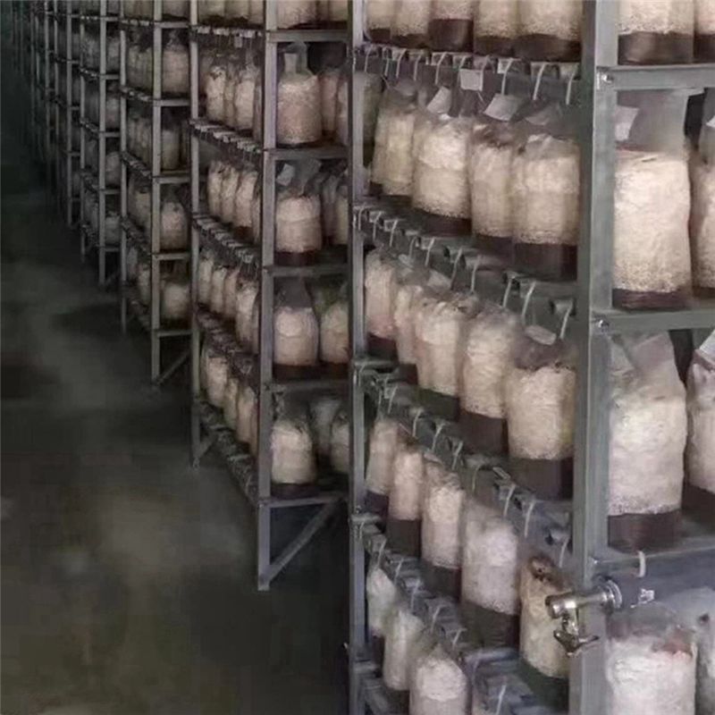 PZHI-100 Adet Mantar Yetiştirm - Mushroom Spawn Bag incelemesi ve fiyatı